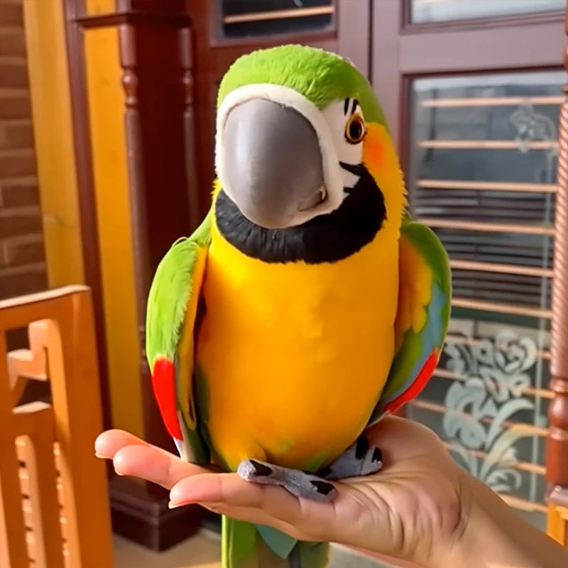 🦜Lifelike Parrot Companion