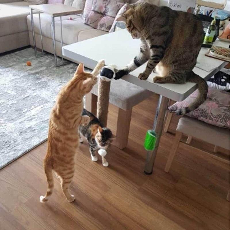 Lifting Ball Electric Cat Toy