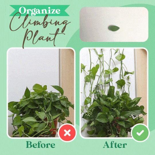 Plant Climbing Wall Fixture Clips Leaves
